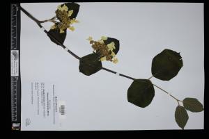 87545-Service File.jpg