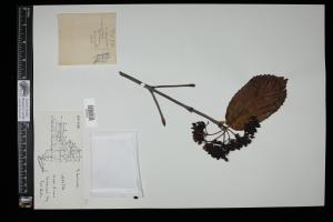 87547-Service File.jpg