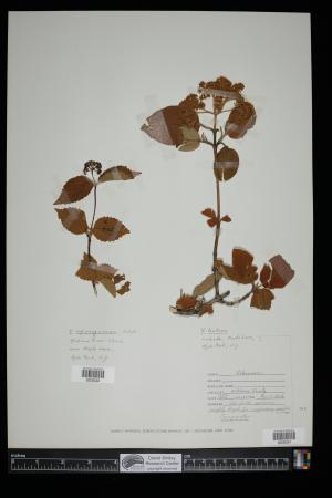 87548-Service File.jpg