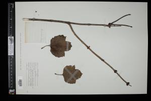 87554-Service File.jpg
