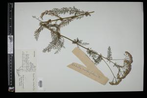 87561-Service File.jpg