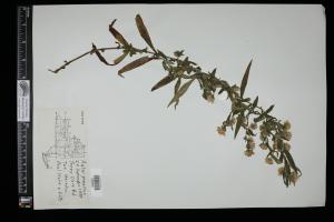 87577-Service File.jpg