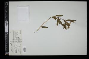 87603-Service File.jpg