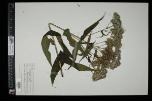 87607-Service File.jpg
