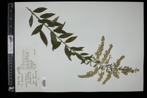 87643-Service File.jpg