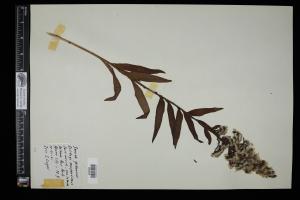 87645-Service File.jpg