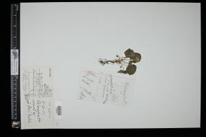 87653-Service File.jpg