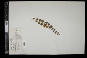 87655-Service File.jpg