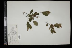 87658-Service File.jpg