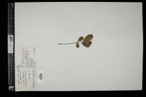 87666-Service File.jpg