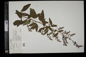 87667-Service File.jpg