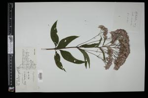 87670-Service File.jpg