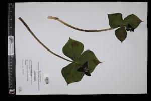 87677-Service File.jpg