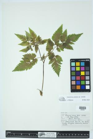 89782-Service File.jpg