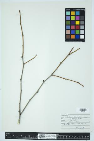 89803-Service File.jpg