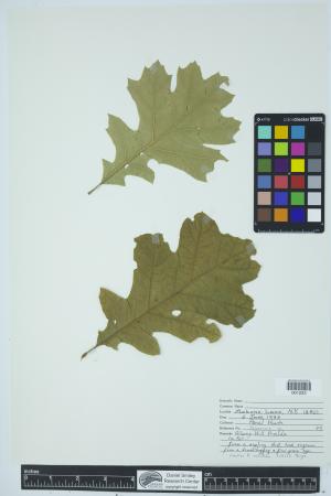 90547-Service File.jpg
