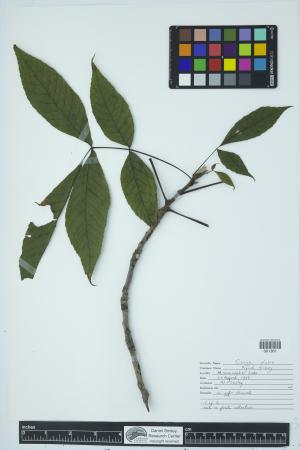 90675-Service File.jpg