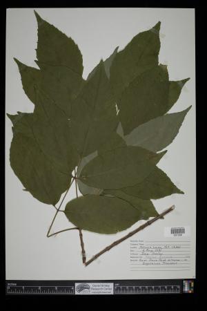 90896-Service File.jpg