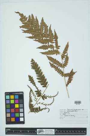90992-Service File.jpg