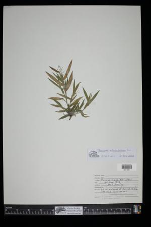91146-Service File.jpg