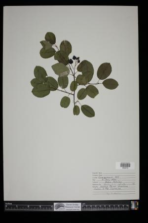 91351-Service File.jpg