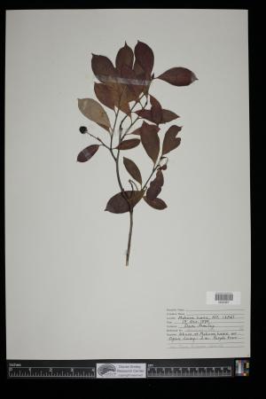 91365-Service File.jpg