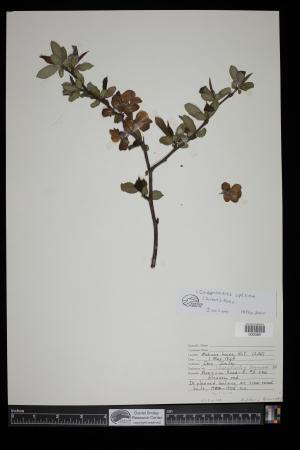 91367-Service File.jpg