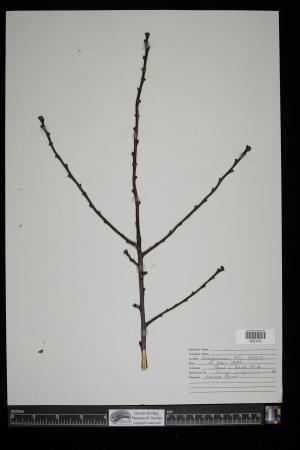 91411-Service File.jpg