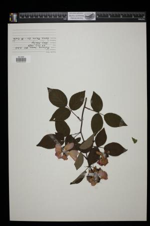 91436-Service File.jpg