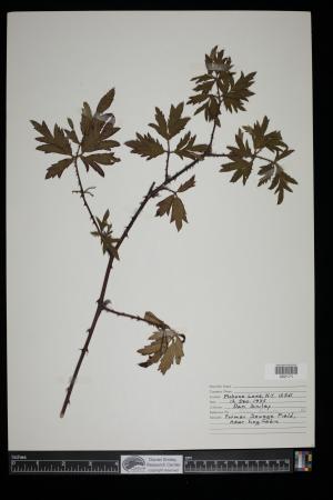91448-Service File.jpg