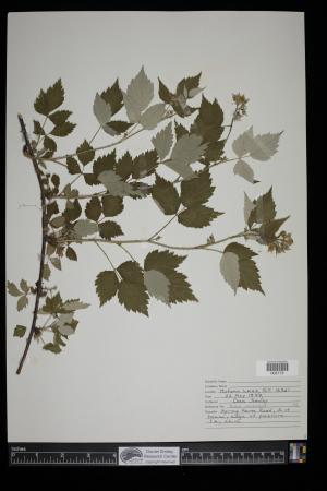 91449-Service File.jpg