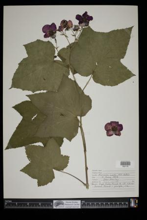 91453-Service File.jpg