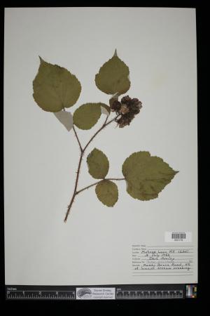 91456-Service File.jpg