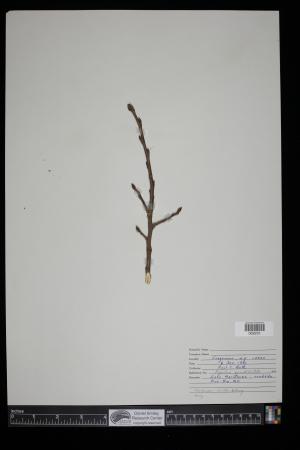 91503-Service File.jpg