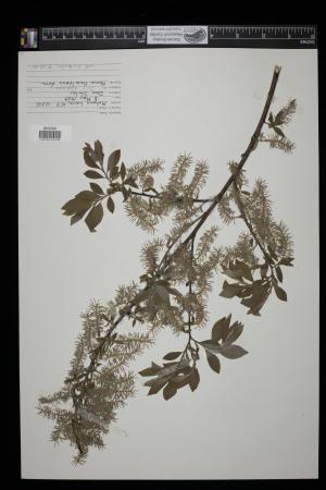 91513-Service File.jpg