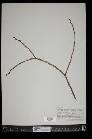 91528-Service File.jpg