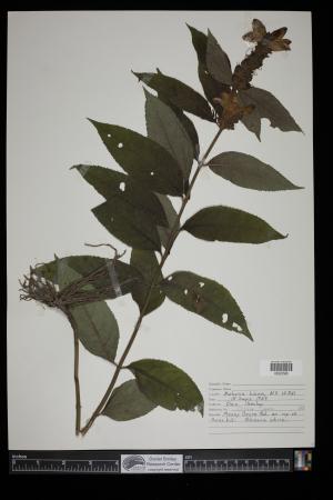 91564-Service File.jpg