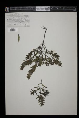 91578-Service File.jpg