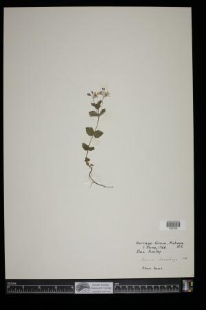 91595-Service File.jpg