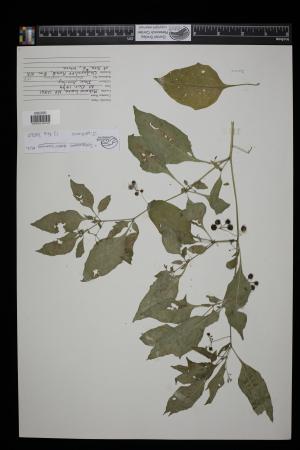 91619-Service File.jpg