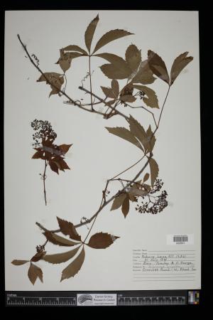 91703-Service File.jpg