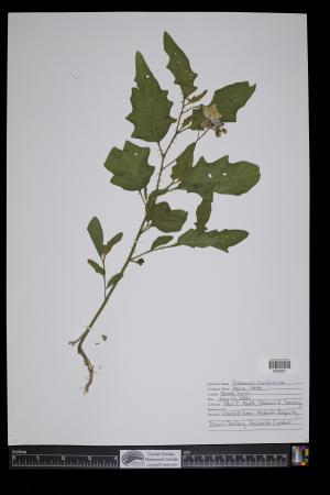 91718-Service File.jpg