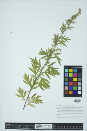 91865-Service File.jpg