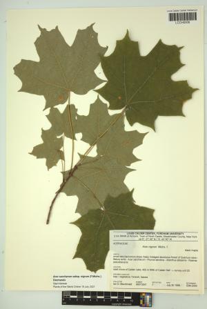 96505-Service File.jpg