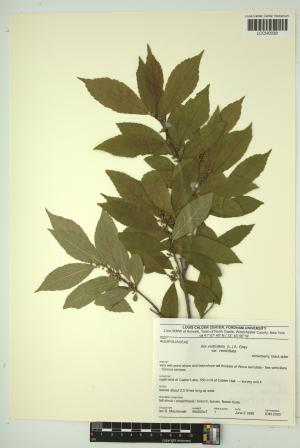 96537-Service File.jpg