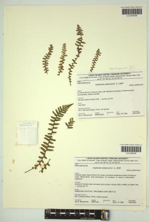 96547-Service File.jpg