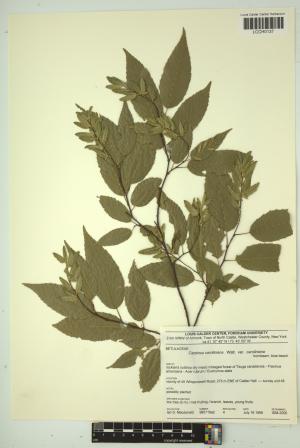 96635-Service File.jpg