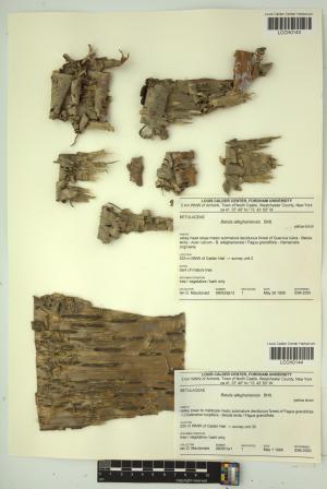 96641-Service File.jpg