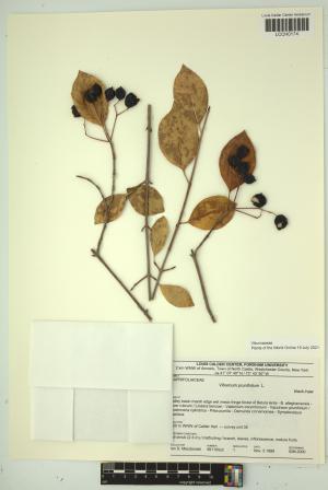 96672-Service File.jpg