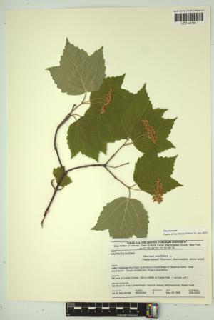 96679-Service File.jpg